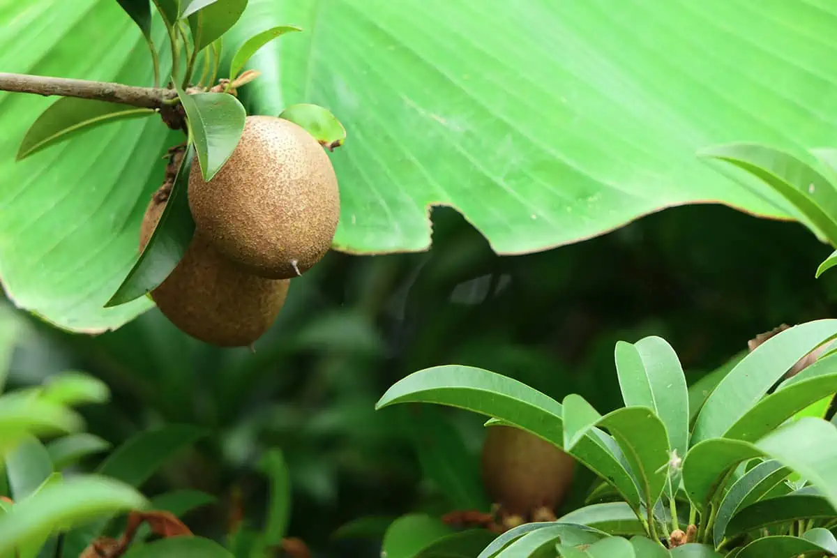 Fruits In Belize: The BEST 24 Fruits Worth Trying On Your Visit 16 A sapodilla fruit hanging from a leafy branch, with a focus on its brown, fuzzy skin, typical of the fruits in Belize.