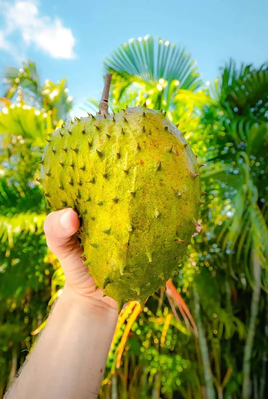 Fruits In Belize: The BEST 24 Fruits Worth Trying On Your Visit 4 Hand holding up a soursop fruit against a tropical backdrop, with its spiky green exterior, commonly found in Belize and enjoyed for its tangy flavor.