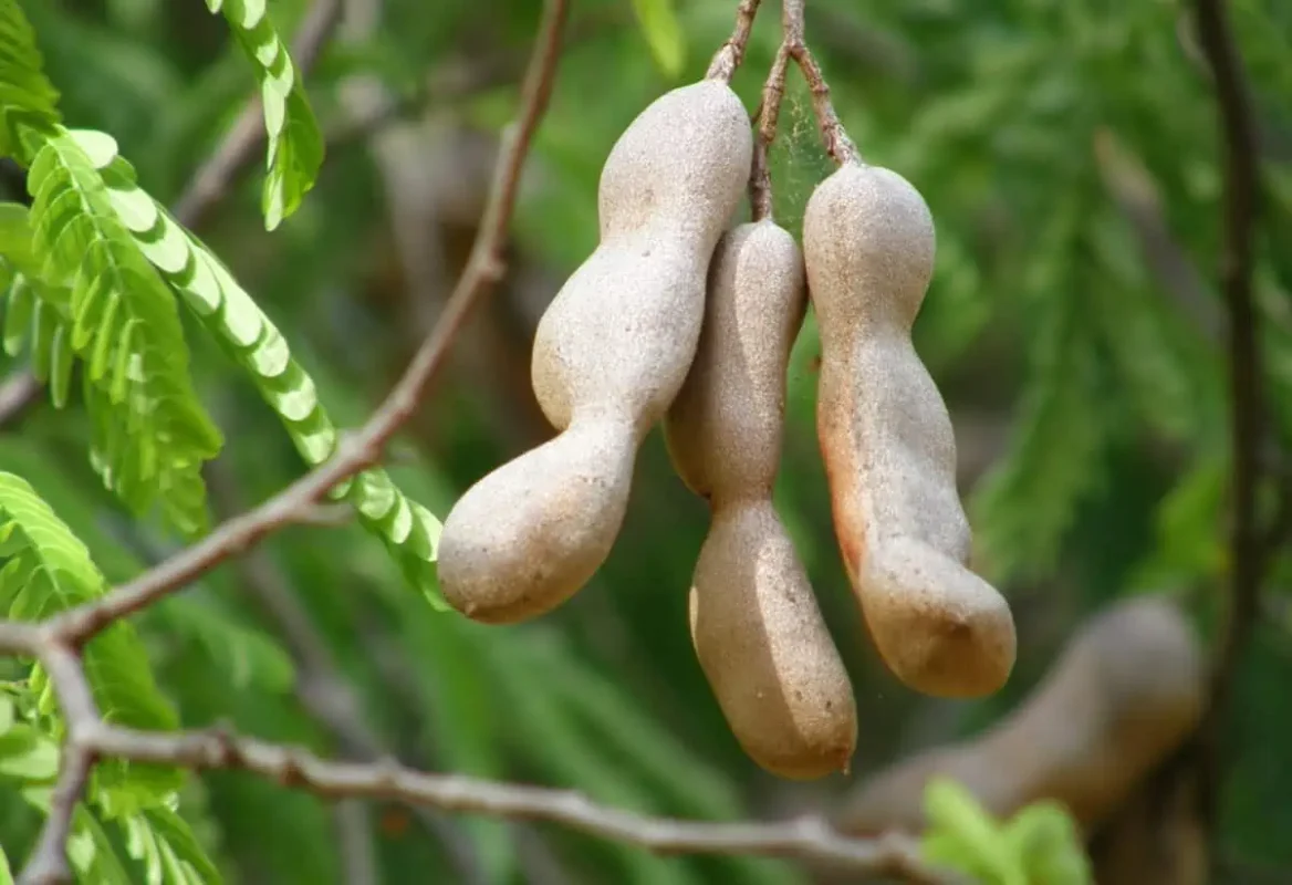 Fruits In Belize: The BEST 24 Fruits Worth Trying On Your Visit 22 A cluster of tamarind pods hanging from a branch, with a focus on their brown, velvety shells, against a backdrop of green leaves.