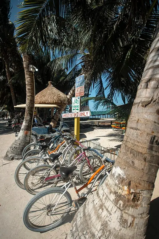 bicycles lined up on the beach in caye caulker, the best way to get around here