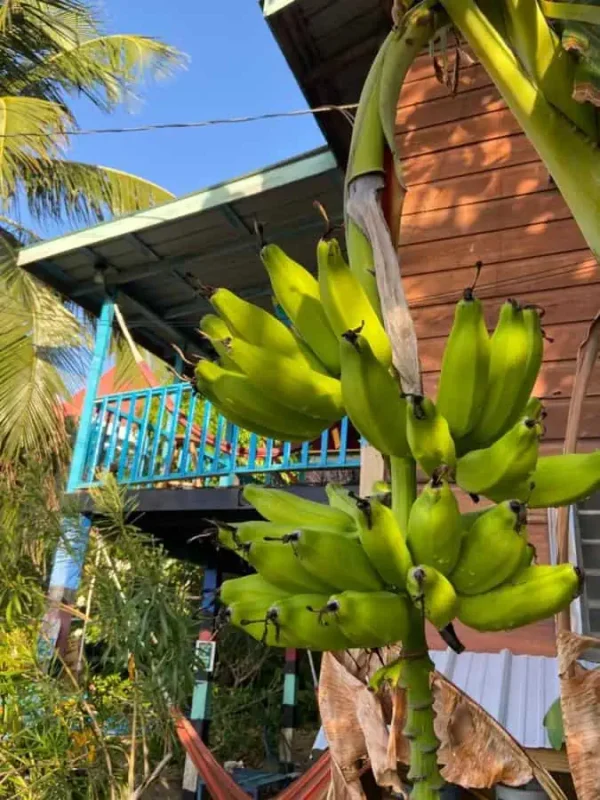 fresh bananas growing in the garden at anda di hows hostel in belize