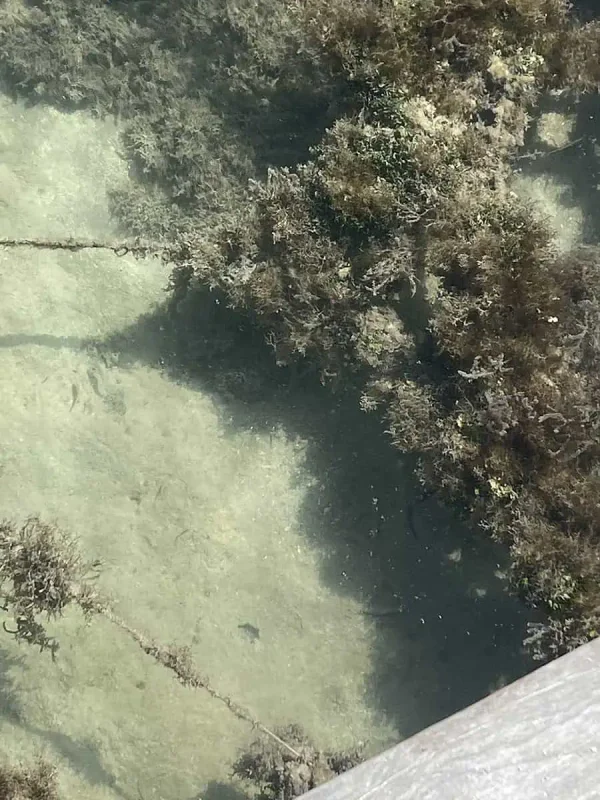 The 31 BEST Things To Do In Caye Caulker: Ultimate List! 26 A top-down view of the shallow waters near a pier in Caye Caulker, showing the clear sandy bottom and patches of seaweed. The transparency of the water reveals the marine environment below, making it perfect for snorkeling.
