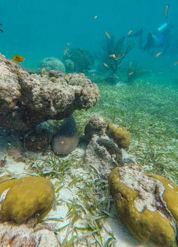 The 31 BEST Things To Do In Caye Caulker: Ultimate List! 20 Underwater scene featuring various corals and small, colorful fish, with a diver swimming in the background. The sandy seabed is dotted with seagrass and rock formations, providing habitat for marine life. The diver explores this thriving underwater ecosystem, highlighting the allure of scuba diving in Caye Caulker's clear waters.