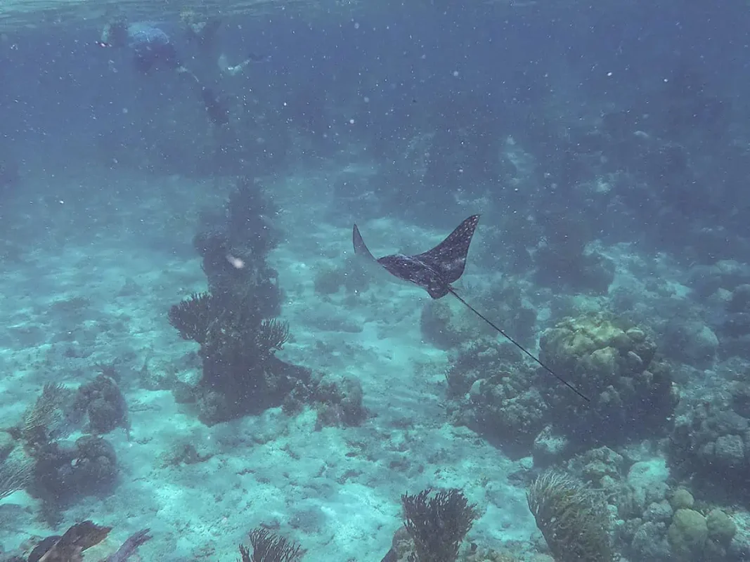 The 31 BEST Things To Do In Caye Caulker: Ultimate List! 21 A spotted eagle ray glides gracefully over a sandy seabed in Caye Caulker, with corals and small fish in the background. The ray’s long, slender tail trails behind it as it swims, highlighting its elegant movements. Observing such magnificent marine life is a memorable experience for divers and snorkelers visiting Caye Caulker.