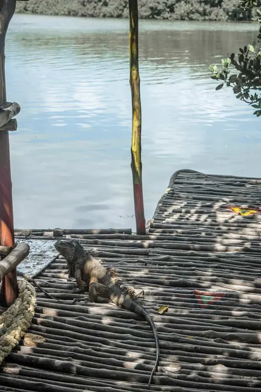 41 Best Things To Do In Ambergris Caye For The Ultimate Holiday 11 A large iguana resting on a wooden dock, a common sight and part of the local wildlife that can be encountered in Ambergris Caye.