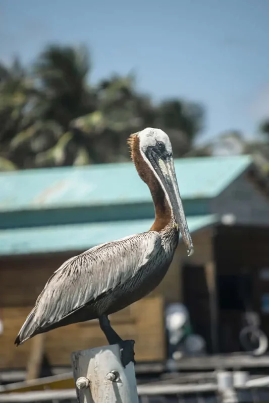 41 Best Things To Do In Ambergris Caye For The Ultimate Holiday 12 A brown pelican perched on a post in Ambergris Caye, a common and delightful sight for birdwatchers visiting the island.