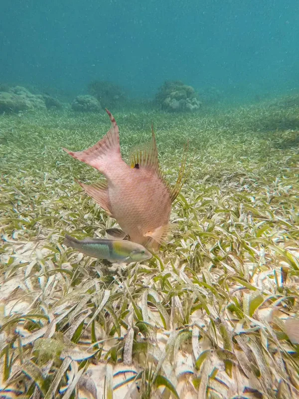 41 Best Things To Do In Ambergris Caye For The Ultimate Holiday 4 A hogfish swimming over seagrass with a parrotfish in the background in Ambergris Caye's clear waters, indicative of the snorkeling experiences the island offers.