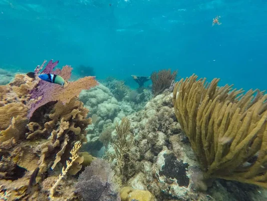 Underwater view of a vibrant coral reef with a blue and white striped fish, showcasing the rich marine biodiversity, one of the best things to do in ambergris caye.