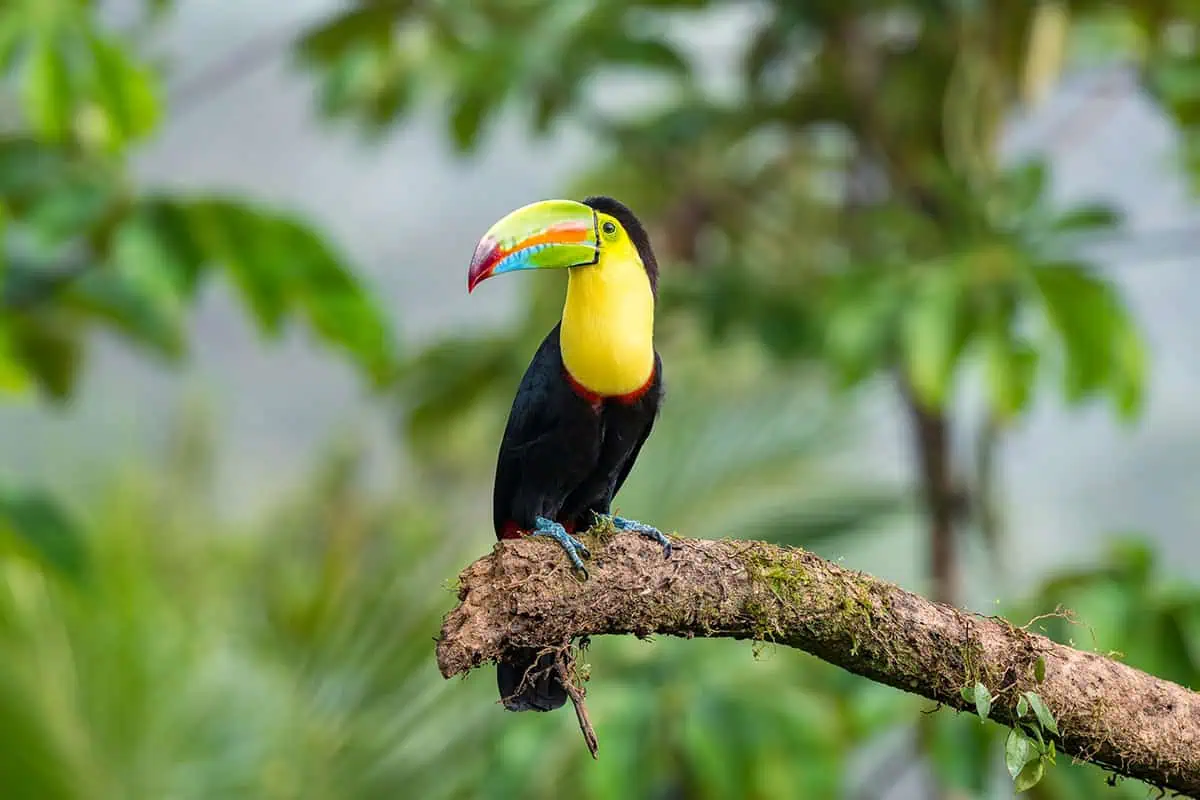 25+ Best Things To Do In San Ignacio, Belize (2025) 29 A vibrant keel-billed toucan perched on a moss-covered branch. The bird's colorful beak and plumage stand out against the blurred green foliage in the background, highlighting the diverse wildlife and birdwatching opportunities in San Ignacio