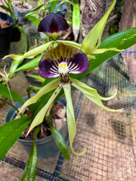 25+ Best Things To Do In San Ignacio, Belize (2025) 11 A striking orchid with purple and white petals, growing at the belize botanical gardens, a short drive from in San Ignacio. The flower's unique shape and vibrant colors emphasize the area's diverse flora and horticultural beauty.
