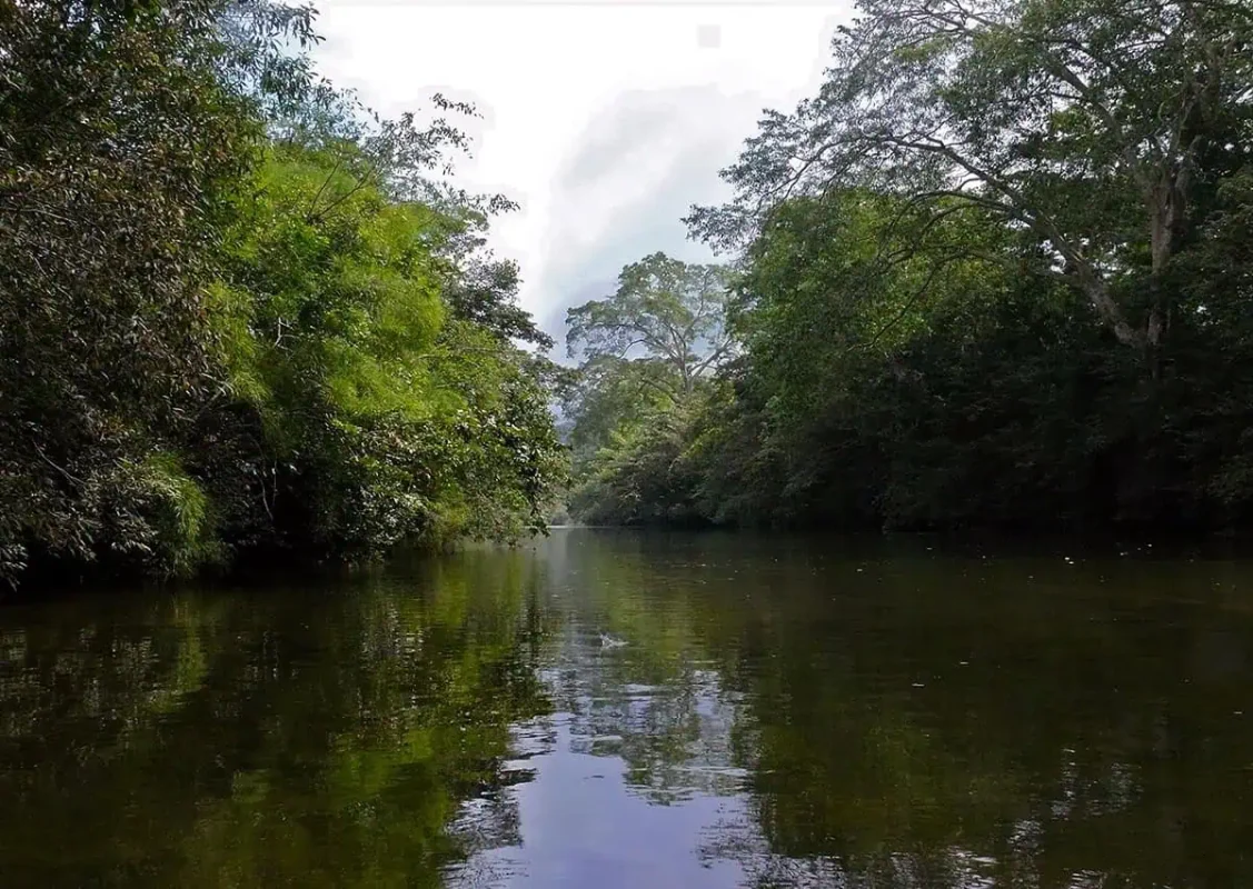 25+ Best Things To Do In San Ignacio, Belize (2025) 25 Peaceful scene of the Macal River in San Ignacio, flanked by dense, green trees. The still water reflects the surrounding foliage, creating a serene and picturesque setting.