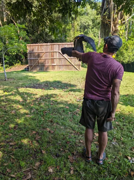 25+ Best Things To Do In San Ignacio, Belize (2025) 13 A man wearing a maroon shirt and shorts standing on a grassy field, holding a trained bird of prey, likely a hawk or falcon, on his gloved arm. The background features a wooden structure and dense greenery, highlighting the unique wildlife experiences available at the belize raptor center