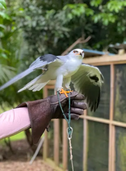 25+ Best Things To Do In San Ignacio, Belize (2025) 14 A close-up of a white hawk with black wings perched on a gloved hand. The bird's wings are partially spread as it prepares to take flight, with a lush green background, showcasing the raptor encounters in San Ignacio.