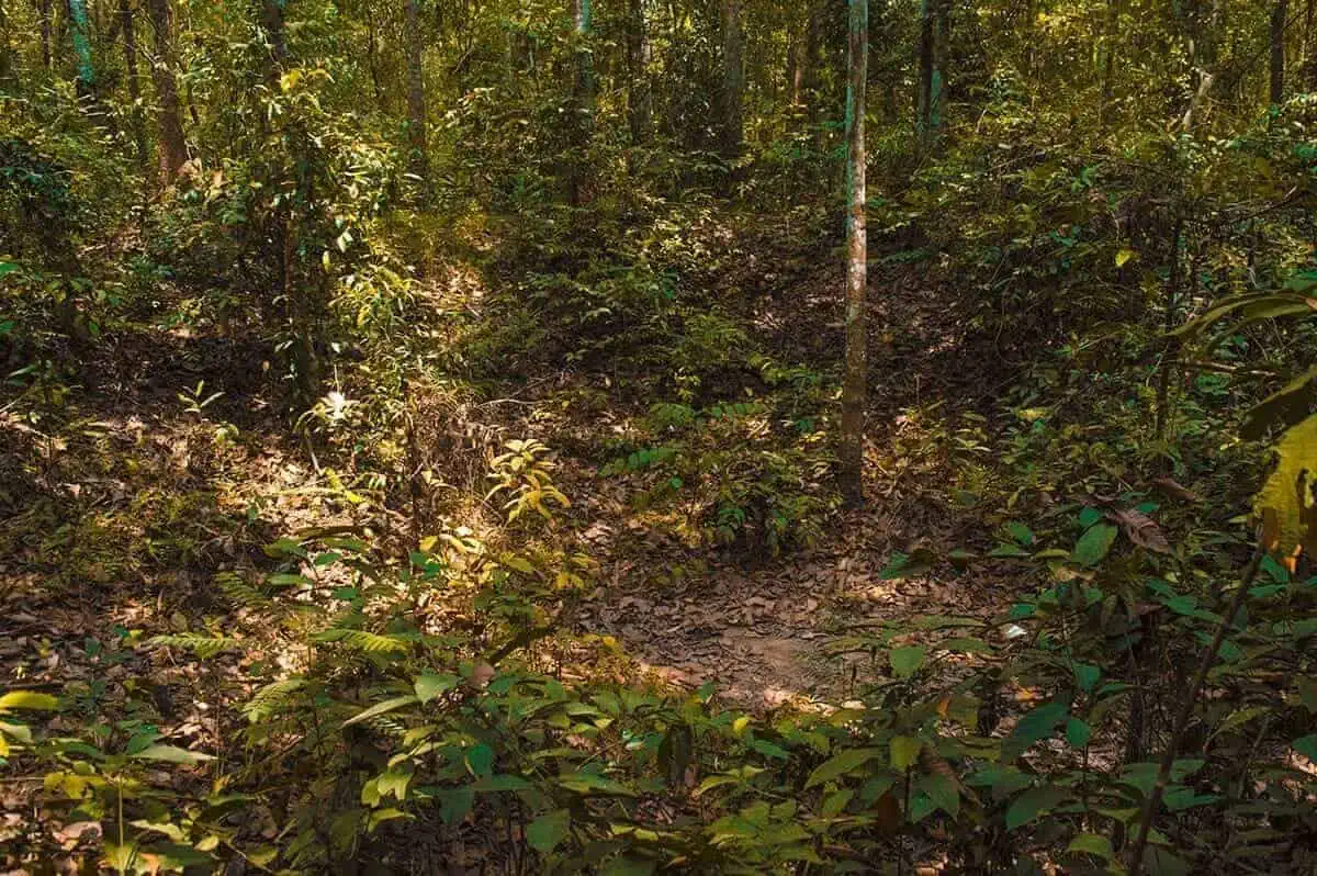 Best Cu Chi Tunnels Tours: Cheap VS Expensive 2025 6 Dense greenery of the Cu Chi forest bomb site with a narrow, unmarked path indicating the hidden network of tunnels below.