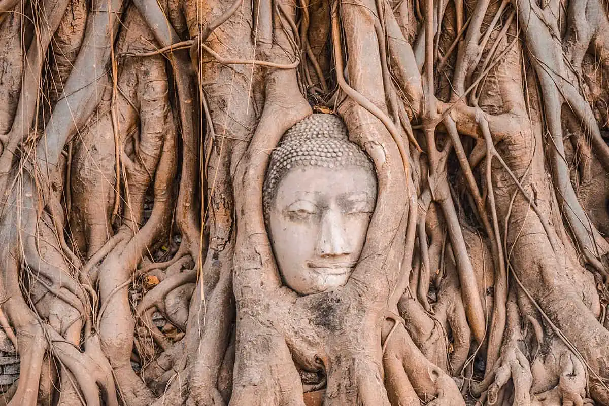 Ayutthaya Day Trip From Bangkok: BEST Guide (2025) 23 the buddha head entwined in roots at wat mahathat