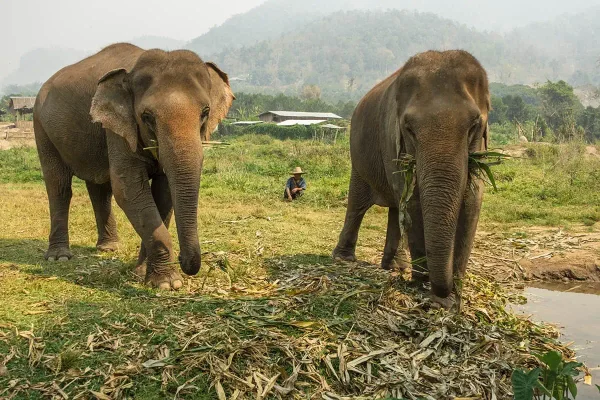 elephant sanctuaries in chiang mai, two elephants grazing on leaves with a mahout sitting in the background.