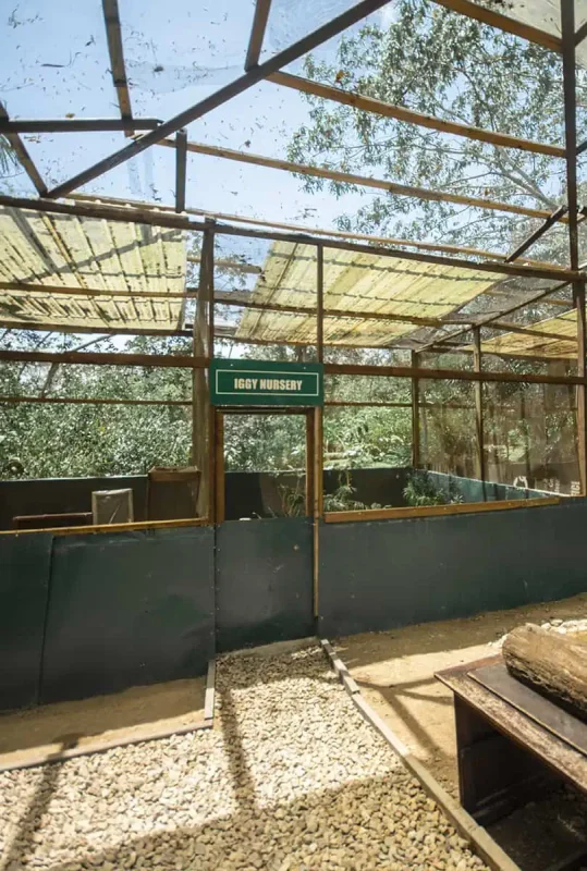 Green Iguana Conservation Project: BEST Tips 2025 6 the iggy nursery run by the green iguana conservation project