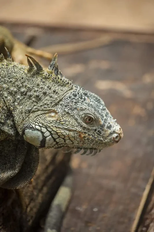 Green Iguana Conservation Project: BEST Tips 2025 13 close up of a green iguana at the green iguana conservation project in san ignacio