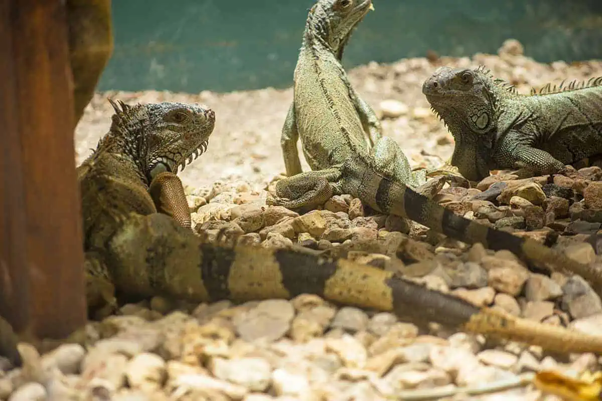 Green Iguana Conservation Project: BEST Tips 2025 10 the resident iguanas at the green iguana conservation project enjoying some shade underneath the chair