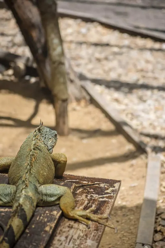 Green Iguana Conservation Project: BEST Tips 2025 14 a green iguanas laying down at the green iguana conservation project in san ignacio