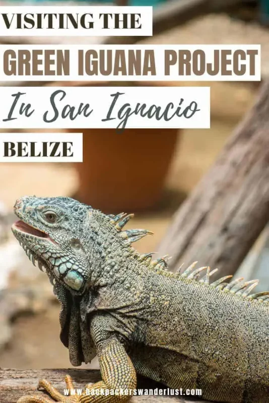 Green Iguana Conservation Project: BEST Tips 2025 20 Come find out all you need to know about visiting the Green Iguana Conservation Project in San Ignacio. I will let you know what you can expect, how to get there, the entry fee, is it ethical and so much more!