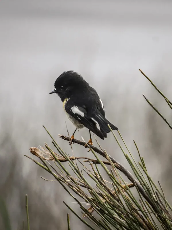 Is Milford Sound Worth It? My Pros & Cons 5 Close-up of a native tomtit bird perched on a branch.
