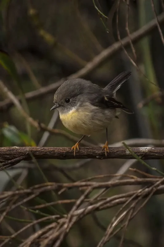 Is Milford Sound Worth It? My Pros & Cons 16 Small female tomtit bird perched on a branch along the Milford Sound foreshore.