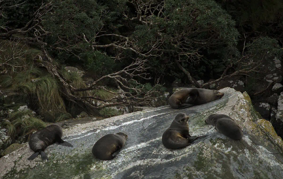 Is Milford Sound Worth It? My Pros & Cons 12 Fur seals lying on rocks above the waterline along the shore of Milford Sound