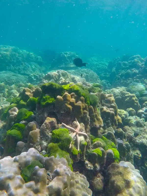 Is Railay Beach Closed: What You Need To Know (2025) 16 Another underwater scene at Railay Beach showing a starfish resting on green and brown corals, with clear blue water above.