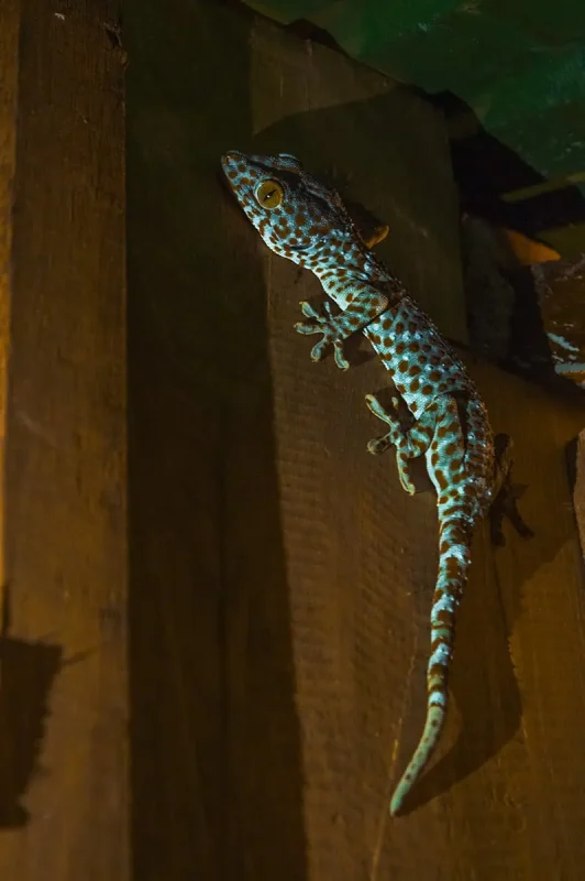 Koh Rong Or Koh Rong Samloem: Which Is BEST (2025) 20 a friendly lizard which lived behind our wardrobe while staying on koh rong, you can find them on koh rong or koh rong samloem and even the mainland