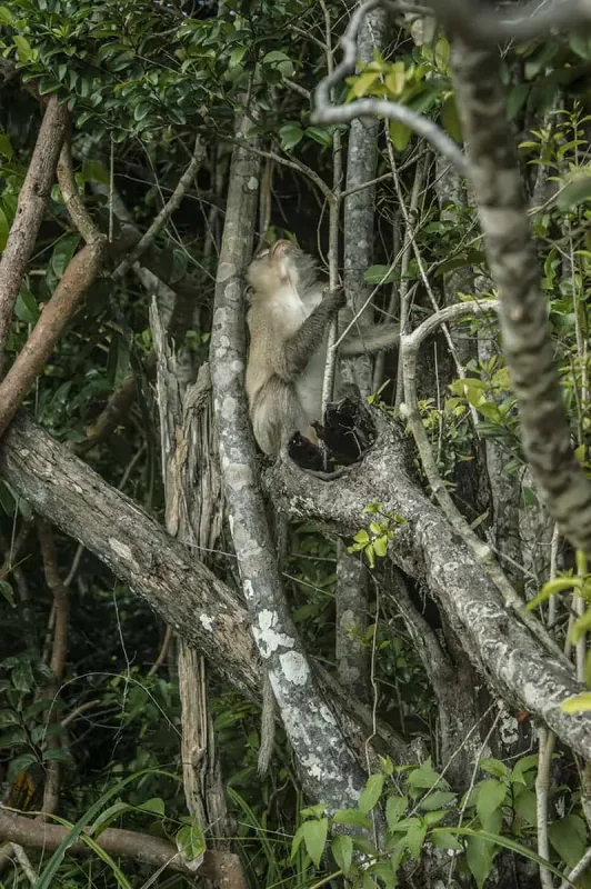 Koh Rong Or Koh Rong Samloem: Which Is BEST (2025) 37 a local monkey hanging out in the jungle of koh rong samloem