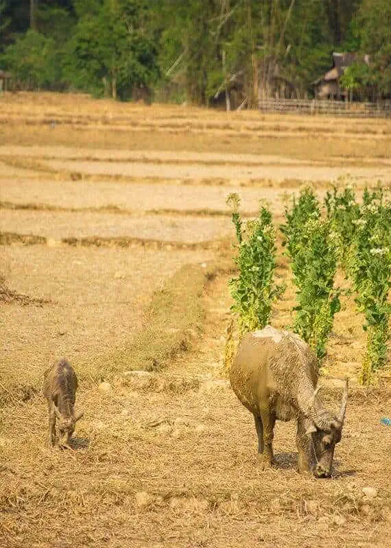 Kong Lor Cave, Laos: ULTIMATE Guide (2025) 14 a mother and baby water buffalo in the fields around tham kong lo