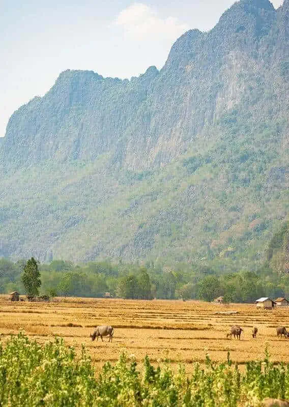 Kong Lor Cave, Laos: ULTIMATE Guide (2025) 15 looking over the tobacco fields up to the karst limestone mountains with water buffalo in the foreground at kong lor laos
