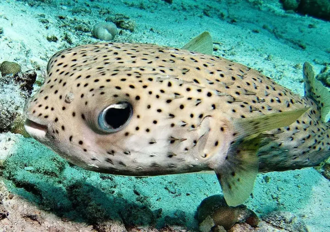 Krabi To Koh Phi Phi: The Best & Easiest Way To Travel (2025) 10 pufferfish while snorkeling in koh phi phi