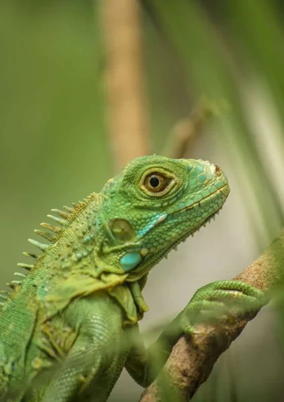 Close-up of a vibrant green iguana with detailed scales and expressive eyes, perched on a branch amidst lush greenery, showcasing the rich wildlife encountered on a Mexico and Belize itinerary.