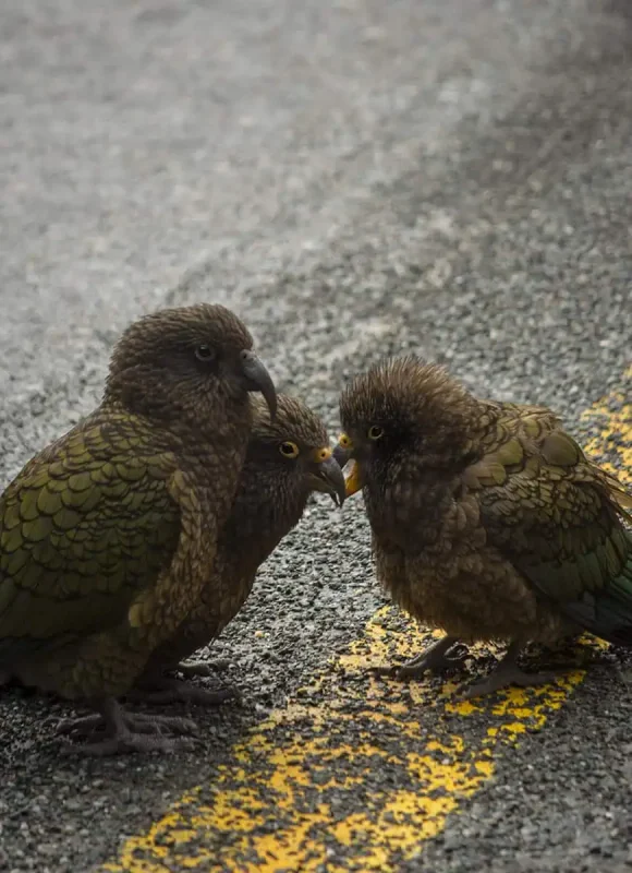 Fiordland & Milford Sound Lord Of The Rings Locations (2025) 19 Three native kea parrots huddle together on a wet road with a yellow line in Milford Sound, New Zealand.