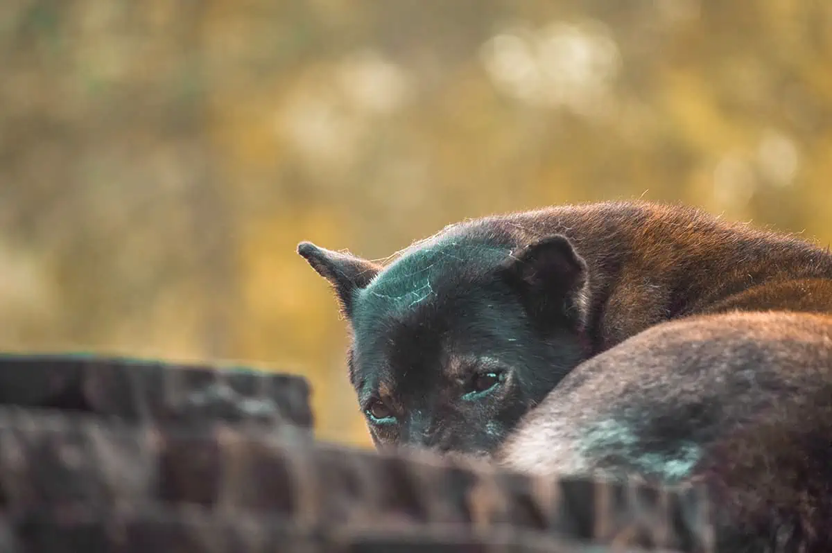 My Son Sanctuary Hoi An: BEST Tips & Tours (2025) 31 close up of a dog guarding my son sanctuary