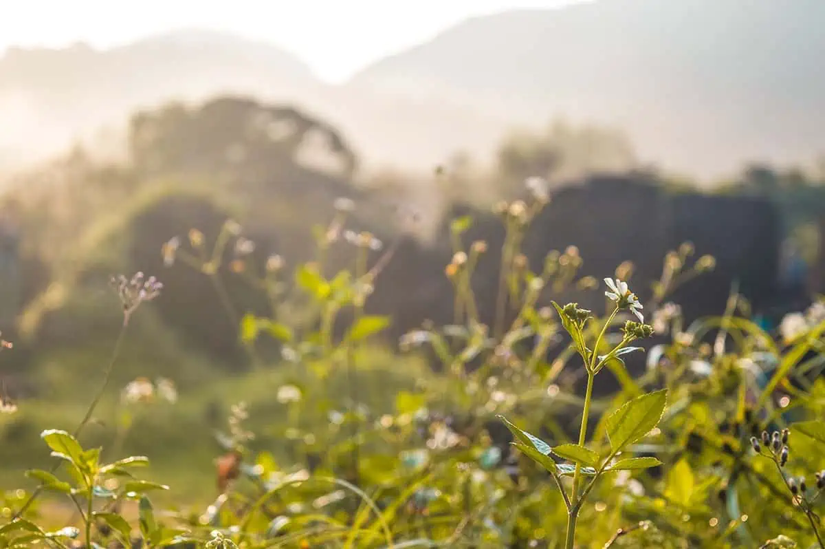 My Son Sanctuary Hoi An: BEST Tips & Tours (2025) 24 close up of flowers in the sun at my son sanctuary from da nang
