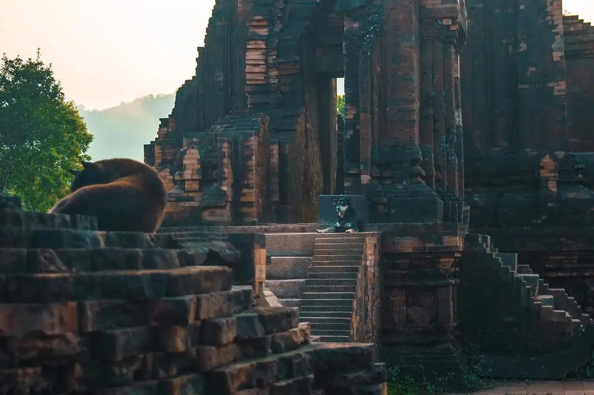 My Son Sanctuary Hoi An: BEST Tips & Tours (2025) 12 dogs sleeping in front of a temple at my son sanctuary hoi an