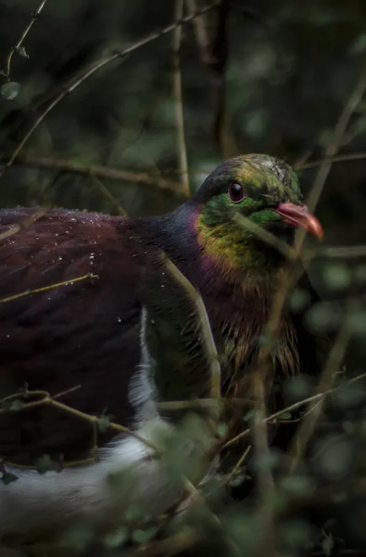 Milford Sound In The Rain: The BEST Time To Visit 2025 25 Close-up of a colorful wood pigeon with iridescent feathers blending into a dense, green foliage. The bird's plumage shows hues of green, purple, and maroon, and it looks alert.