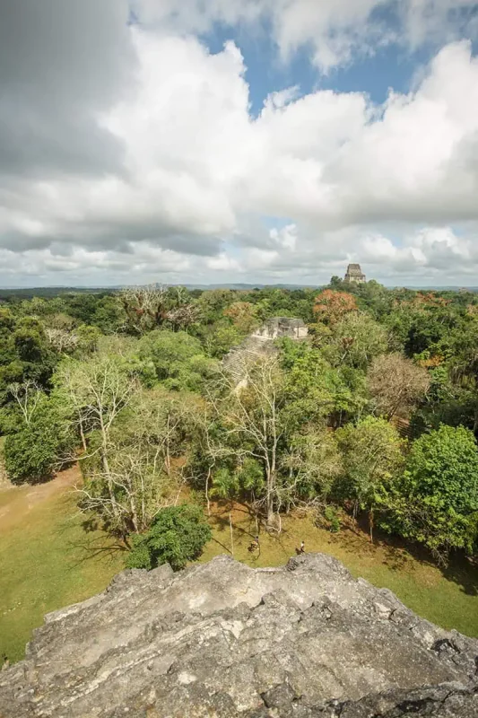 San Ignacio To Tikal & BEST Tikal Tours From San Ignacio 6 Panoramic view from the top of a Tikal temple, showing a bird's-eye perspective of the pathways and greenery travelers enjoy on Tikal tours from San Ignacio.