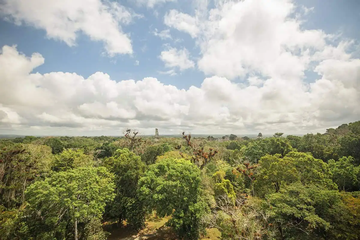 San Ignacio To Tikal & BEST Tikal Tours From San Ignacio 11 Expansive view of the Guatemalan jungle with a distant temple at Tikal, captured by visitors on a San Ignacio to Tikal day trip.