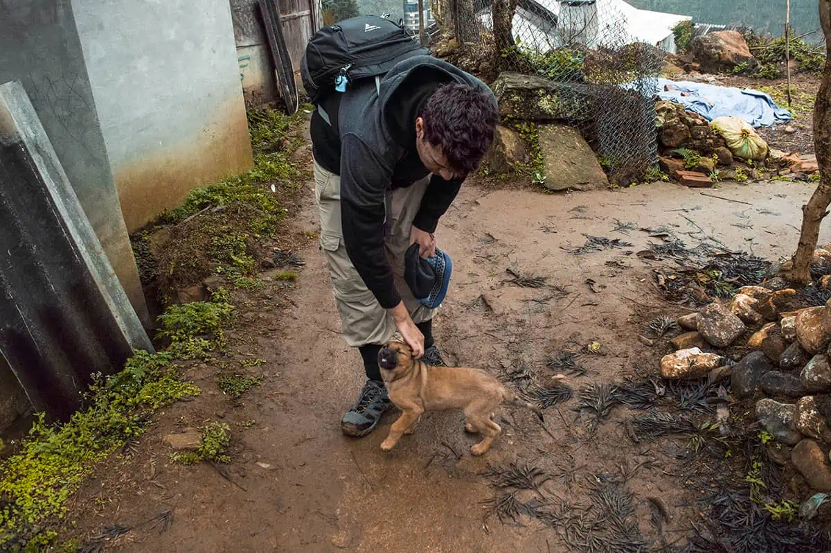 Sapa In February: All You Need To Know (2025) 14 excited puppy while trekking to ta van