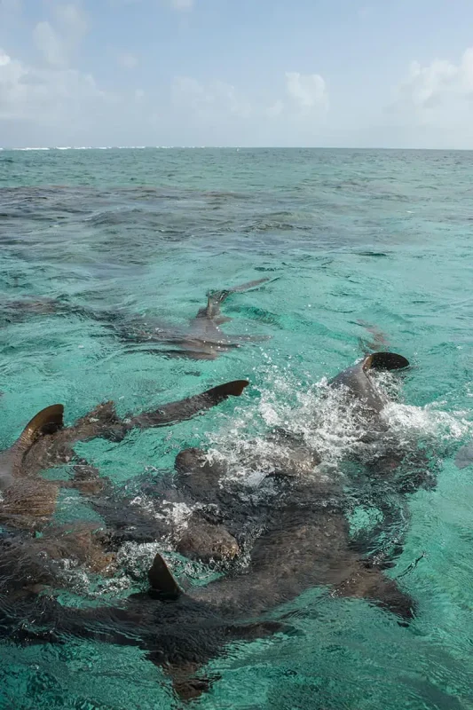 Shark Ray Alley Belize: The Ultimate Snorkeling Experience 8 nurse sharks swarming and trashing on the surface at shark ray alley in belize