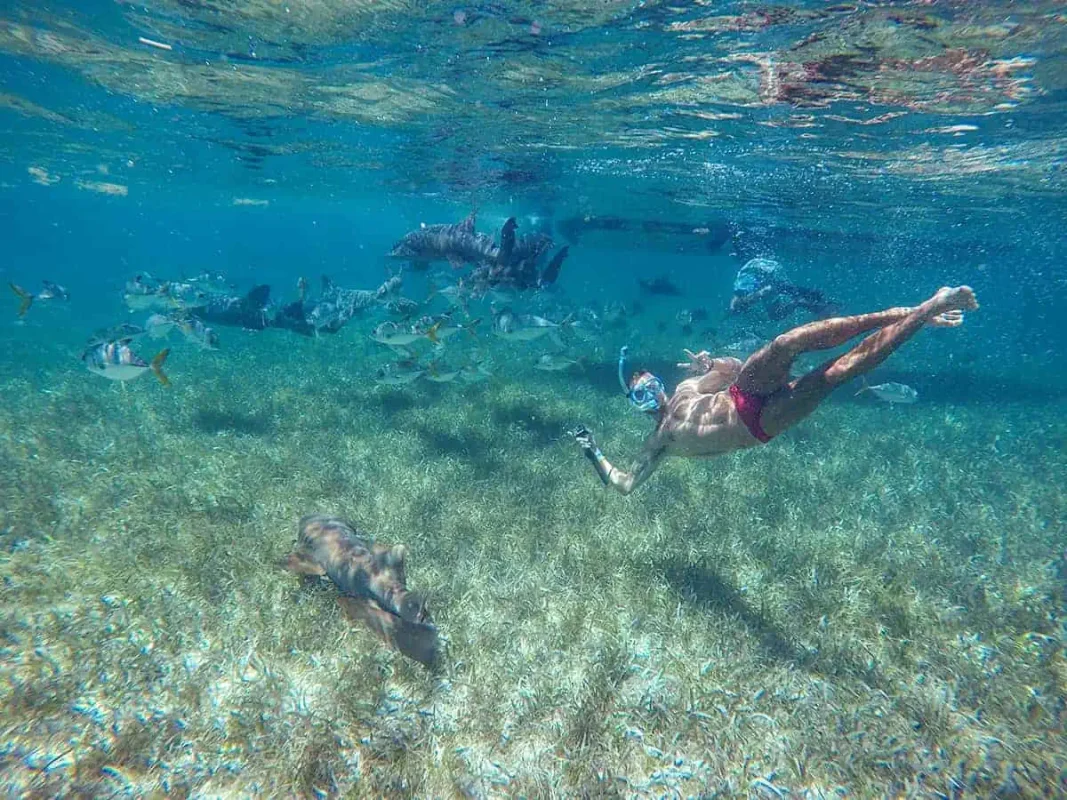 Shark Ray Alley Belize: The Ultimate Snorkeling Experience 16 a man in red swimwear pulling a peace sign while snorkeling with nurse sharks and stingrays at shark ray alley in belize