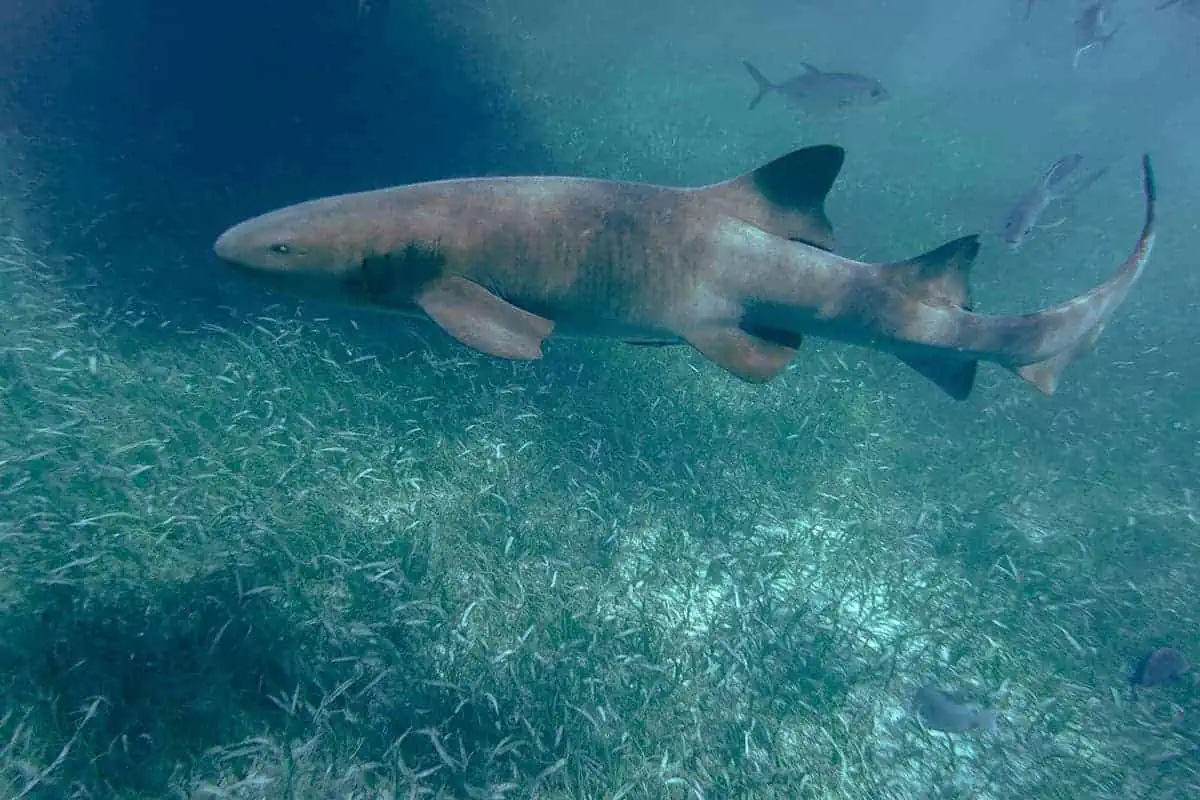 Shark Ray Alley Belize: The Ultimate Snorkeling Experience 5 a closer photo of a nurse shark in shark ray alley. you can see the details in its body and there are a few fish swimming around it as well