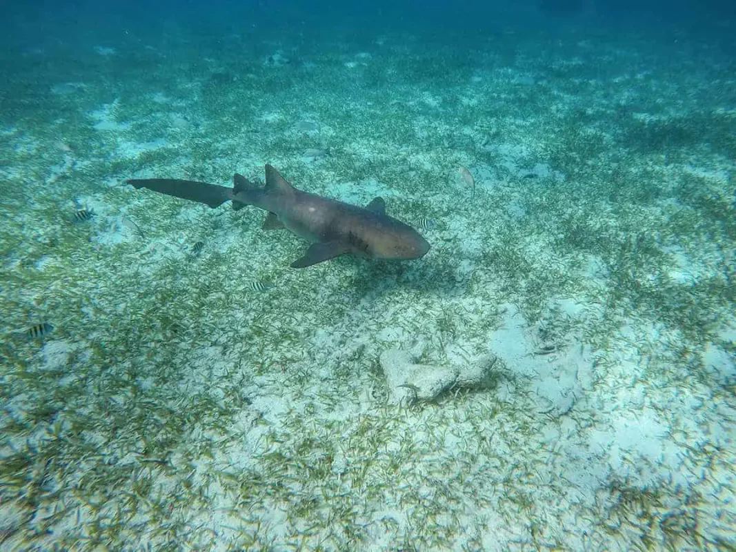 Shark Ray Alley Belize: The Ultimate Snorkeling Experience 6 a lone nurse shark against the sea floor at shark ray alley