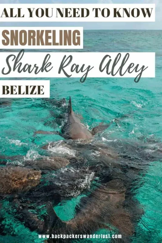 Shark Ray Alley Belize: The Ultimate Snorkeling Experience 14 Ready to get out of your comfort zone and come face to face with some incredible creatures? Then you need to check out Shark Ray Alley in Belize!
I will let you know all you need to know before visiting, such as how to get there, entry fees, what to expect, and most importantly is it safe.
