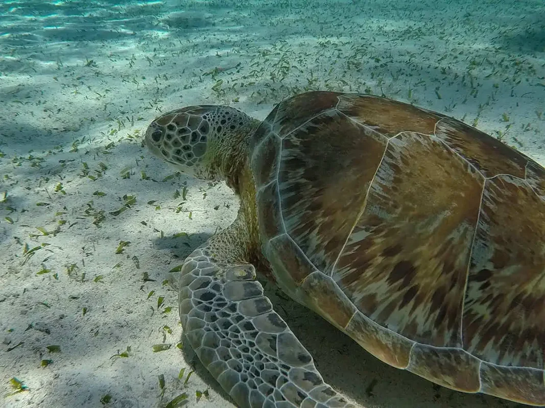 Caye Caulker Snorkeling Tours: Discover The Ultimate Underwater Paradise 4 hanging out with a hawksbill turtle in the sea grass area of hol chan marine reserve