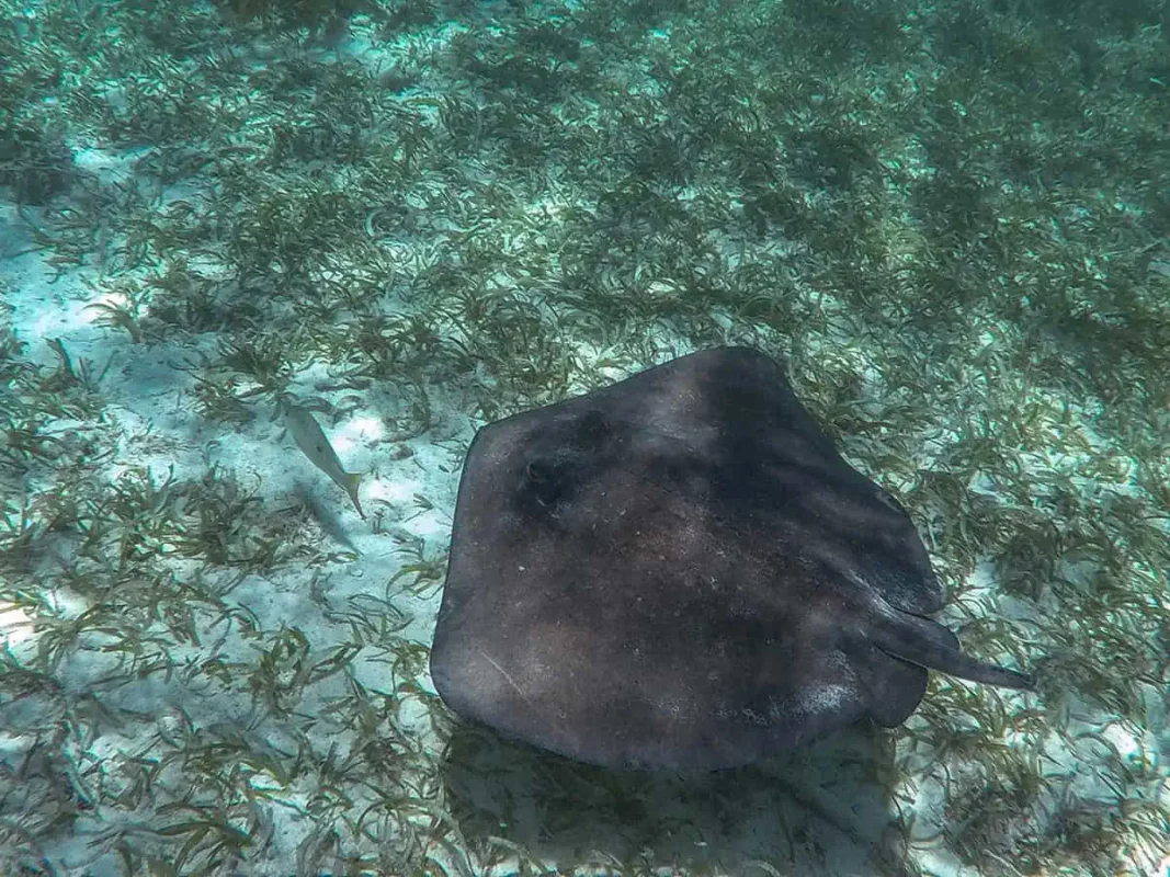 Caye Caulker Snorkeling Tours: Discover The Ultimate Underwater Paradise 8 a southern stingray while snorkeling on our tour from caye caulker
